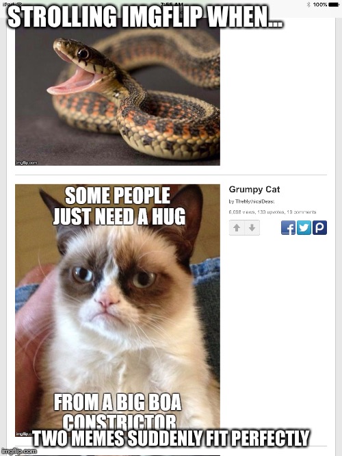 STROLLING IMGFLIP WHEN... TWO MEMES SUDDENLY FIT PERFECTLY | image tagged in grumpy cat | made w/ Imgflip meme maker
