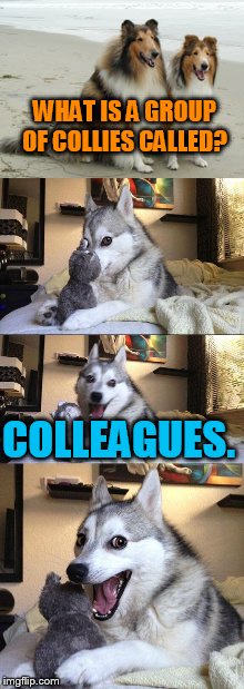 Bad pun dog | WHAT IS A GROUP OF COLLIES CALLED? COLLEAGUES. | image tagged in bad pun dog,pets,memes,animals,funny animals,lol | made w/ Imgflip meme maker
