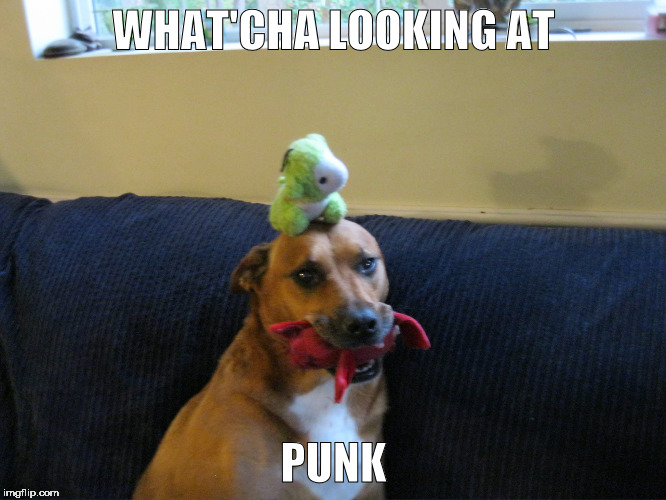 foxy is a gangsta | WHAT'CHA LOOKING AT; PUNK | image tagged in funny dogs | made w/ Imgflip meme maker