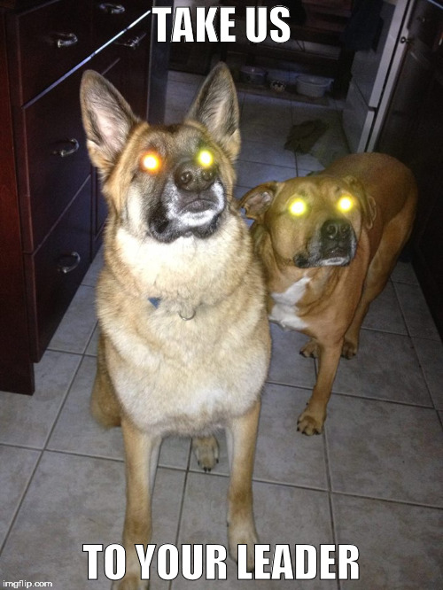 TAKE US; TO YOUR LEADER | image tagged in funny dogs | made w/ Imgflip meme maker