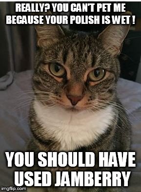 Jamberry cat | REALLY? YOU CAN'T PET ME BECAUSE YOUR POLISH IS WET ! YOU SHOULD HAVE USED JAMBERRY | image tagged in polish,jamberry,cats | made w/ Imgflip meme maker