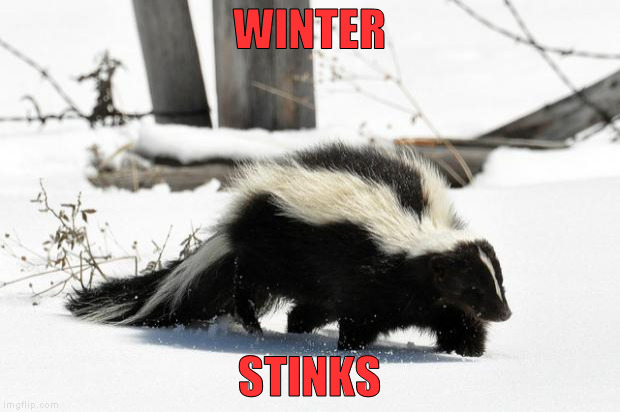 Skunk in Snow | WINTER; STINKS | image tagged in skunk in snow | made w/ Imgflip meme maker