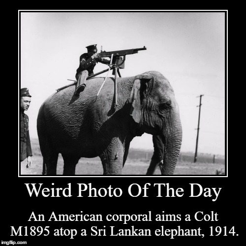 Hope They Didn't Actually Use Elephants On The Battlefield... | image tagged in funny,demotivationals,weird,photo of the day,gun,elephant | made w/ Imgflip demotivational maker