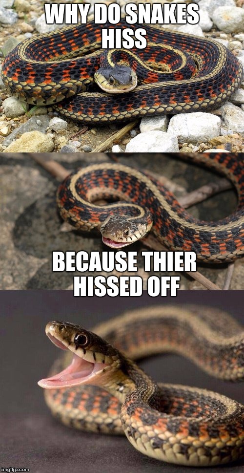 Snake Puns | WHY DO SNAKES HISS; BECAUSE THIER HISSED OFF | image tagged in snake puns | made w/ Imgflip meme maker
