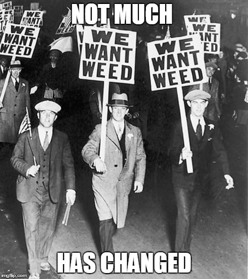 weed | NOT MUCH; HAS CHANGED | image tagged in weed | made w/ Imgflip meme maker