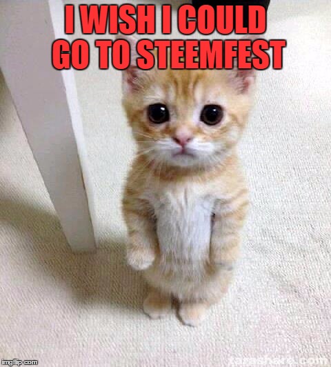 Cute Cat Meme | I WISH I COULD GO TO STEEMFEST | image tagged in memes,cute cat | made w/ Imgflip meme maker