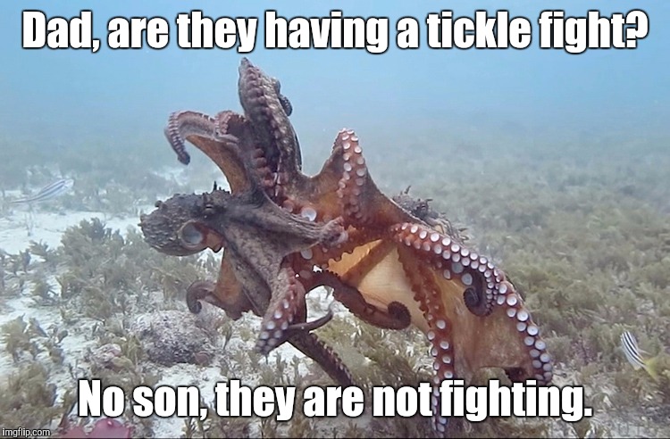 Dad, are they having a tickle fight? No son, they are not fighting. | made w/ Imgflip meme maker
