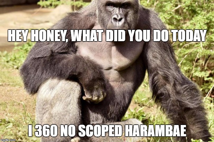 harambae | HEY HONEY, WHAT DID YOU DO TODAY; I 360 NO SCOPED HARAMBAE | image tagged in harambae | made w/ Imgflip meme maker