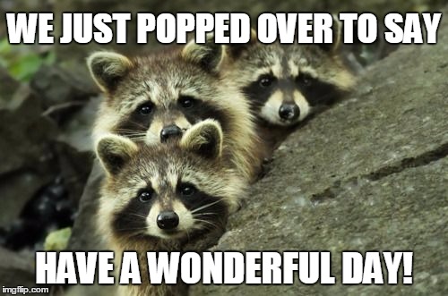 It's Another Day ImgFlippers! | WE JUST POPPED OVER TO SAY; HAVE A WONDERFUL DAY! | image tagged in raccoon,have a nice day | made w/ Imgflip meme maker