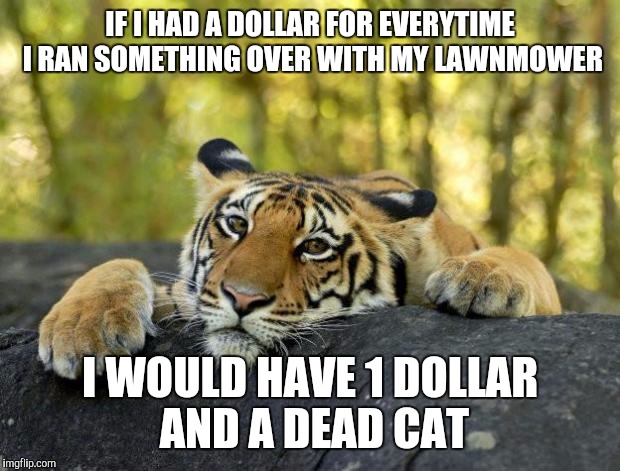 confession tiger hi res | IF I HAD A DOLLAR FOR EVERYTIME I RAN SOMETHING OVER WITH MY LAWNMOWER; I WOULD HAVE 1 DOLLAR AND A DEAD CAT | image tagged in confession tiger hi res | made w/ Imgflip meme maker