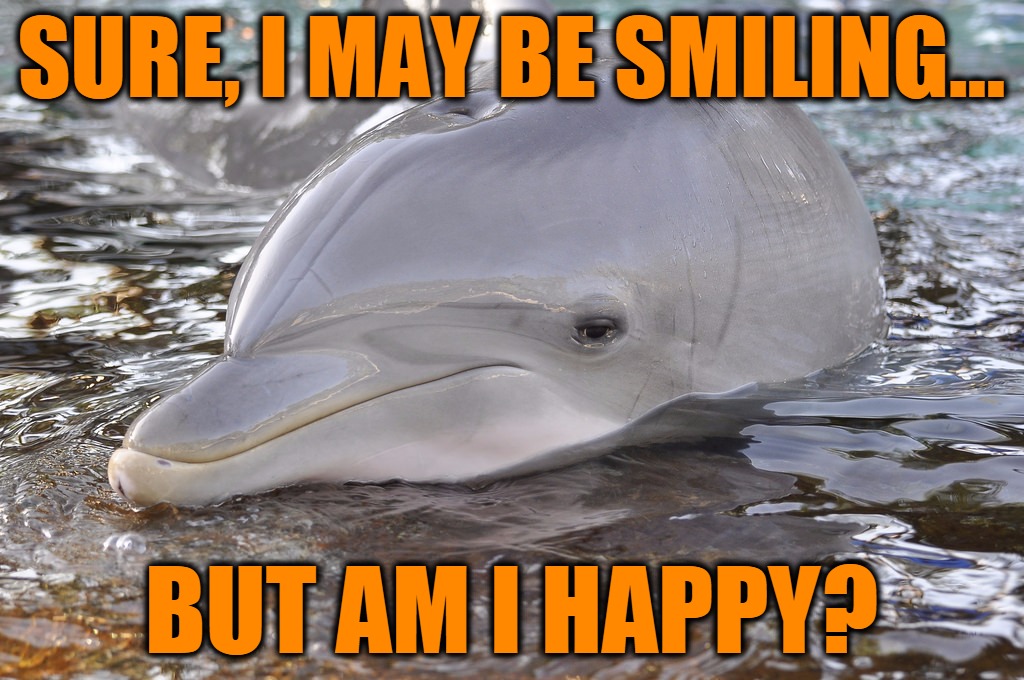 Existential dolphin... | SURE, I MAY BE SMILING... BUT AM I HAPPY? | image tagged in memes,smiling dolphin,beached dolphin,happy,existentialism,headfoot | made w/ Imgflip meme maker