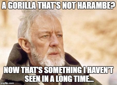 A GORILLA THAT'S NOT HARAMBE? NOW THAT'S SOMETHING I HAVEN'T SEEN IN A LONG TIME... | made w/ Imgflip meme maker