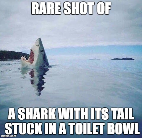 shark_head_out_of_water | RARE SHOT OF; A SHARK WITH ITS TAIL STUCK IN A TOILET BOWL | image tagged in shark_head_out_of_water | made w/ Imgflip meme maker