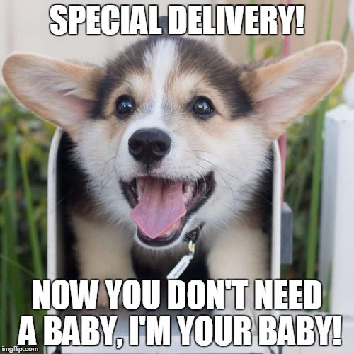 One of my friends wants to have a baby, which is the last thing she needs right now. So we got her a puppy. | SPECIAL DELIVERY! NOW YOU DON'T NEED A BABY, I'M YOUR BABY! | image tagged in memes,puppy,mail,adorable | made w/ Imgflip meme maker