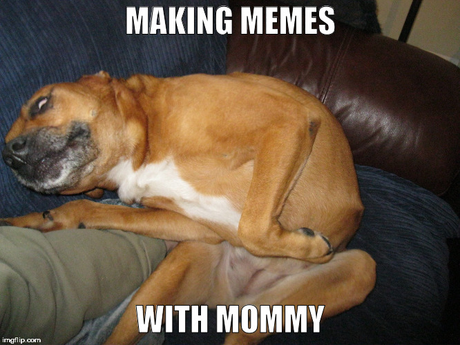 yogadawg | MAKING MEMES; WITH MOMMY | image tagged in funny dogs | made w/ Imgflip meme maker