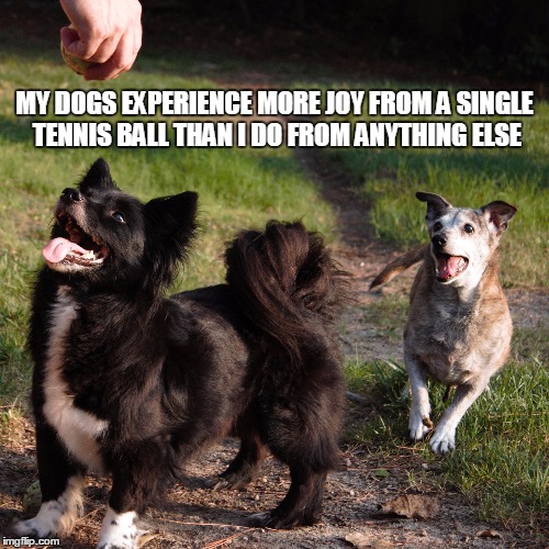 These are my dogs. They're getting old and they don't play like they used to, but their pure enjoyment is beautiful. | MY DOGS EXPERIENCE MORE JOY FROM A SINGLE TENNIS BALL THAN I DO FROM ANYTHING ELSE | image tagged in dogs,memes,tennis ball,love,fetch | made w/ Imgflip meme maker