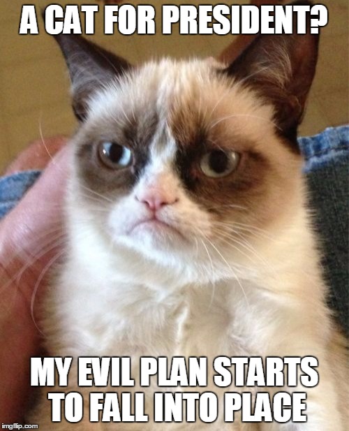 Grumpy Cat Meme | A CAT FOR PRESIDENT? MY EVIL PLAN STARTS TO FALL INTO PLACE | image tagged in memes,grumpy cat | made w/ Imgflip meme maker