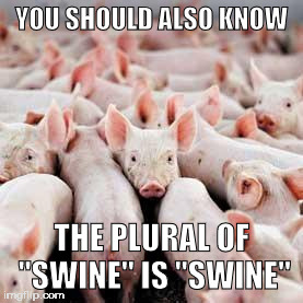 YOU SHOULD ALSO KNOW THE PLURAL OF "SWINE" IS "SWINE" | image tagged in swine | made w/ Imgflip meme maker