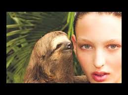 High Quality Whispering Sloth Blank Meme Template