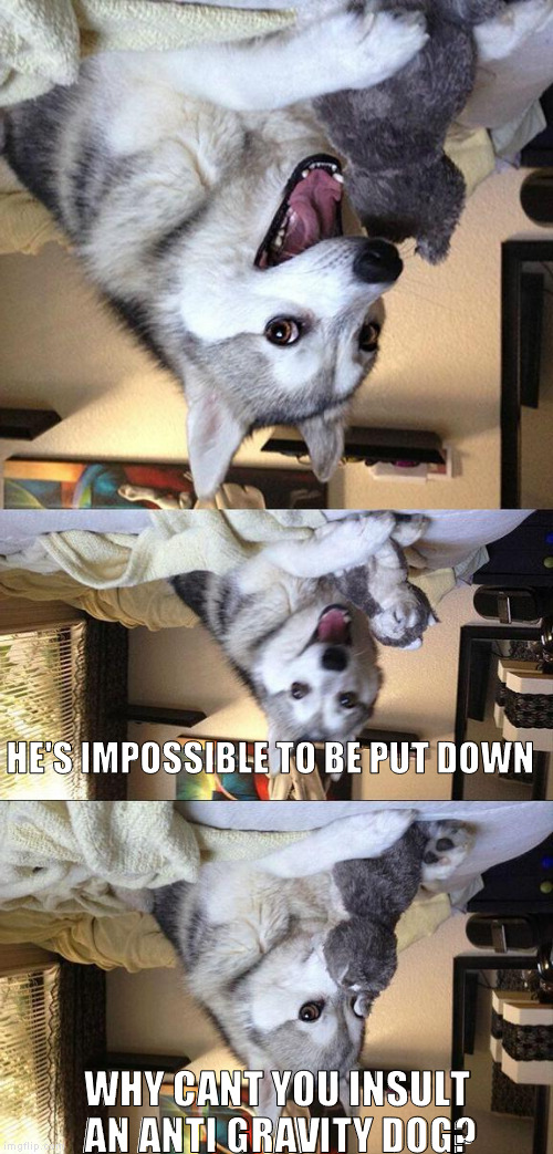 Bad Pun Dog Meme | HE'S IMPOSSIBLE TO BE PUT DOWN; WHY CANT YOU INSULT AN ANTI GRAVITY DOG? | image tagged in memes,bad pun dog,funny,gravity,puns | made w/ Imgflip meme maker