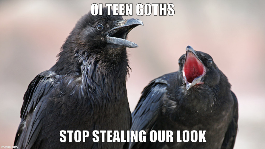 ravens complain | OI TEEN GOTHS; STOP STEALING OUR LOOK | image tagged in funny animals | made w/ Imgflip meme maker