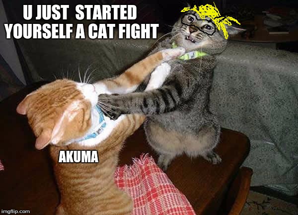 Two cats fighting for real | U JUST  STARTED YOURSELF A CAT FIGHT; AKUMA | image tagged in two cats fighting for real | made w/ Imgflip meme maker