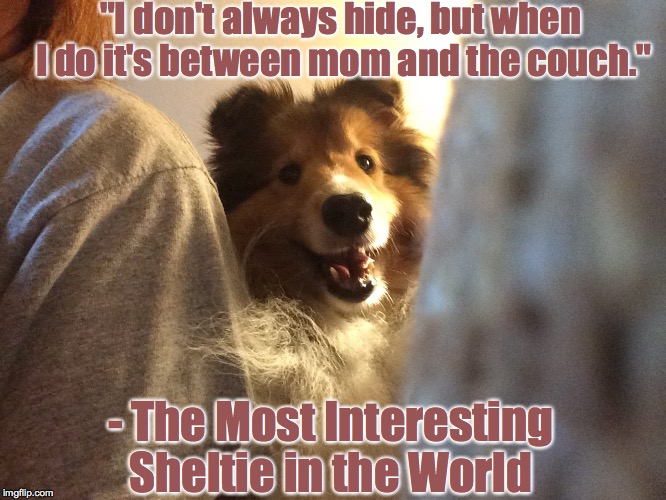 Most Interesting Sheltie in the World | "I don't always hide, but when I do it's between mom and the couch."; - The Most Interesting Sheltie in the World | image tagged in the most interesting man in the world,dogs | made w/ Imgflip meme maker