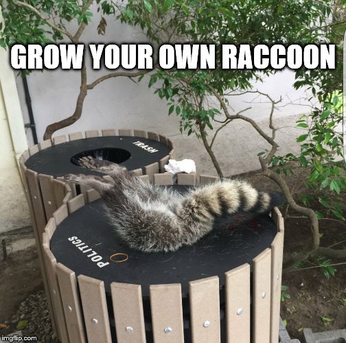 I think mine is growing well. |  GROW YOUR OWN RACCOON | image tagged in raccoon,grow,bin,bin raccoon | made w/ Imgflip meme maker