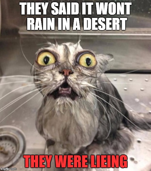 Wet Cat | THEY SAID IT WONT RAIN IN A DESERT; THEY WERE LIEING | image tagged in wet cat | made w/ Imgflip meme maker