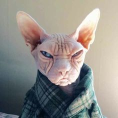 Shaved Grumpy Cat Blank Meme Template