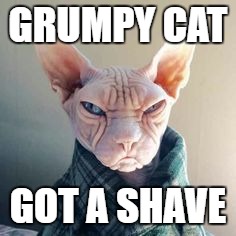 Grumpy Cat got shaved | GRUMPY CAT; GOT A SHAVE | image tagged in shaved grumpy cat,memes,grumpy cat,shave,shaved | made w/ Imgflip meme maker
