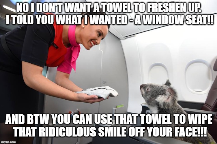 Koalas And Rock Stars Have More In Common Than What You May Have First Thought | NO I DON'T WANT A TOWEL TO FRESHEN UP. I TOLD YOU WHAT I WANTED - A WINDOW SEAT!! AND BTW YOU CAN USE THAT TOWEL TO WIPE THAT RIDICULOUS SMILE OFF YOUR FACE!!! | image tagged in meme,koala,plane,flying | made w/ Imgflip meme maker