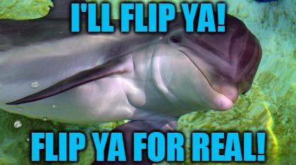 Attitude Dolphin... | I'LL FLIP YA! FLIP YA FOR REAL! | image tagged in memes,dolphin,flip ya,imgflip ya,flip ya for real,headfoot | made w/ Imgflip meme maker