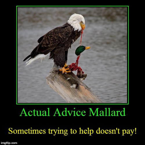 Actual Advice Mallard | image tagged in funny,demotivationals,actual advice mallard,helping,don't listen,bald eagle | made w/ Imgflip demotivational maker