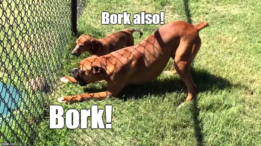 Bork Also! | Bork also! Bork! | image tagged in bork bork bork,memes | made w/ Imgflip meme maker