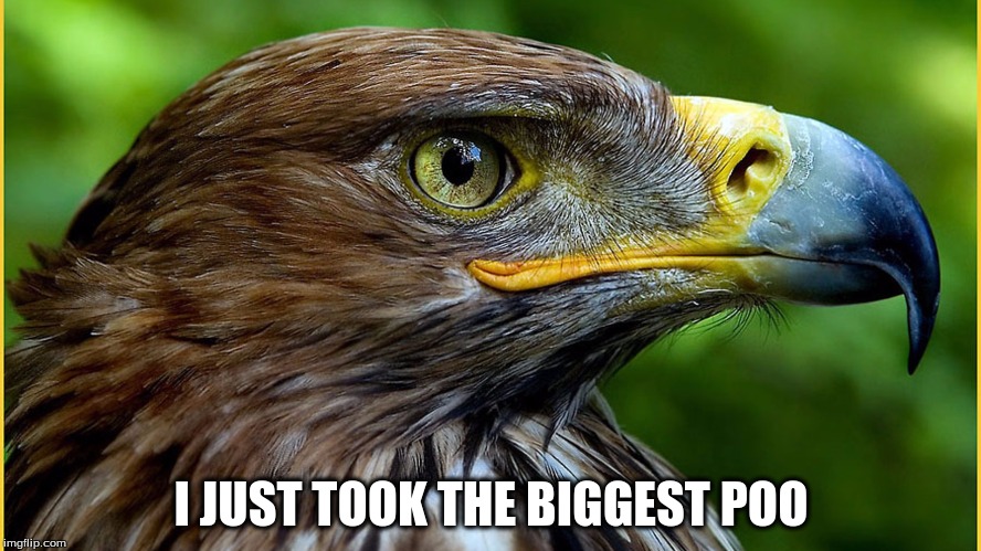 Awesome Falcon | I JUST TOOK THE BIGGEST POO | image tagged in falcon,raptor,poop,cool | made w/ Imgflip meme maker