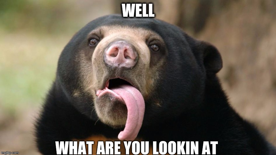 Dumb Bear | WELL; WHAT ARE YOU LOOKIN AT | image tagged in bear,dumb,boy,tounge | made w/ Imgflip meme maker