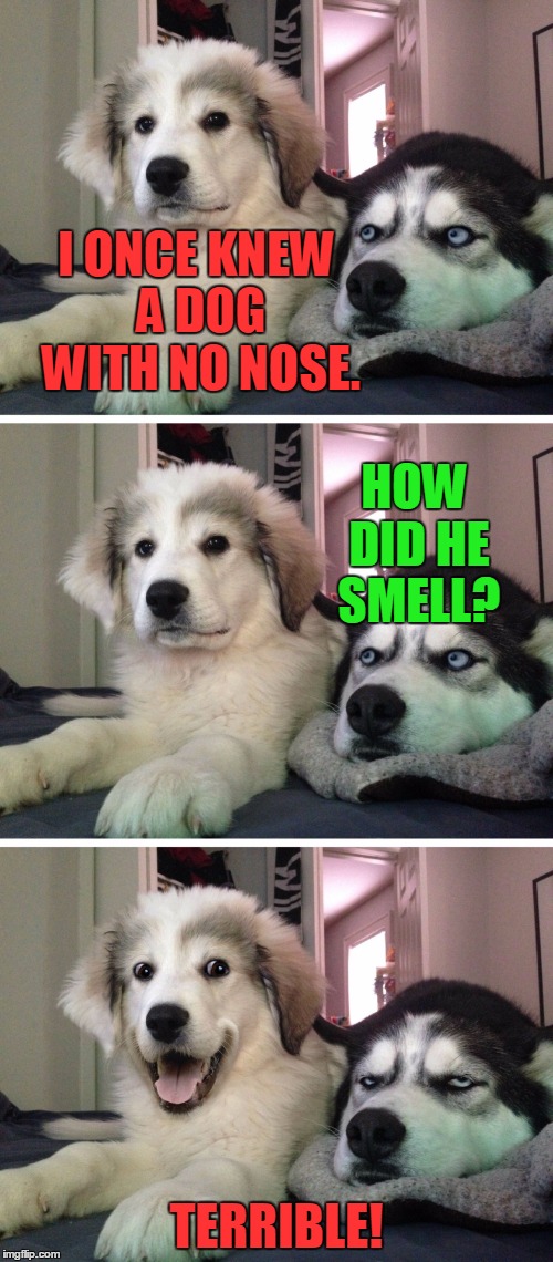 Perception! | I ONCE KNEW A DOG WITH NO NOSE. HOW DID HE SMELL? TERRIBLE! | image tagged in bad pun dogs,repost,nose,dog | made w/ Imgflip meme maker