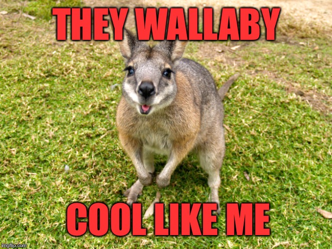 THEY WALLABY COOL LIKE ME | made w/ Imgflip meme maker