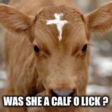 WAS SHE A CALF O LICK ? | image tagged in devout calf - olic | made w/ Imgflip meme maker