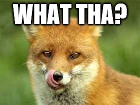 fox | WHAT THA? | image tagged in fox | made w/ Imgflip meme maker
