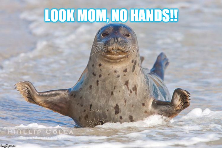 Happy seal in surf | LOOK MOM, NO HANDS!! | image tagged in happy seal,funny memes,memes,look mom,no hands,smiling seal | made w/ Imgflip meme maker