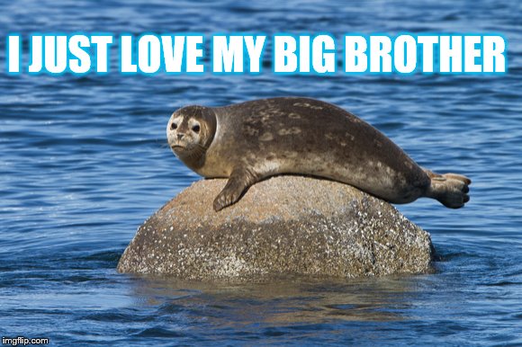Seal on rock loves his big brother! |  I JUST LOVE MY BIG BROTHER | image tagged in seal resting,memes,funny memes,seal on rock,confused seal | made w/ Imgflip meme maker