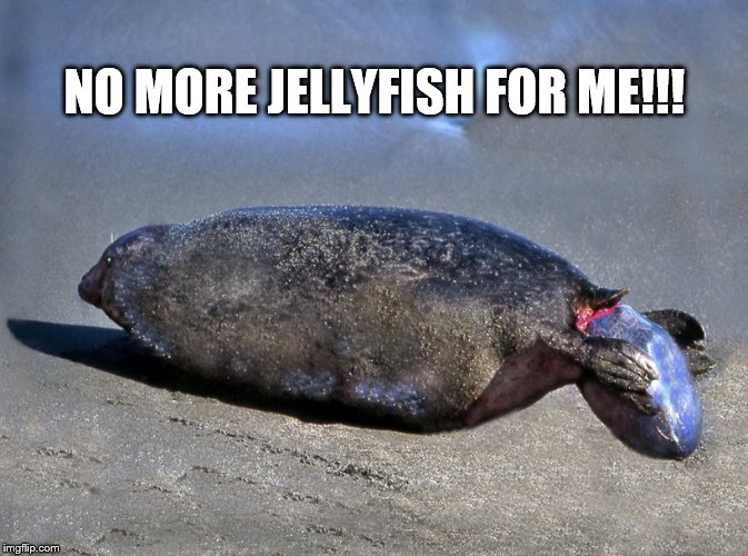 Seal giving birth to a jellyfish | NO MORE JELLYFISH FOR ME!!! | image tagged in seal birth,funny memes,memes,jellyfish,meme,funny meme | made w/ Imgflip meme maker
