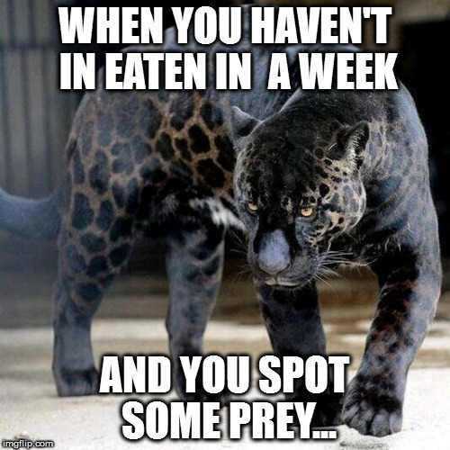 WHEN YOU HAVEN'T IN EATEN IN  A WEEK; AND YOU SPOT SOME PREY... | image tagged in black panther | made w/ Imgflip meme maker