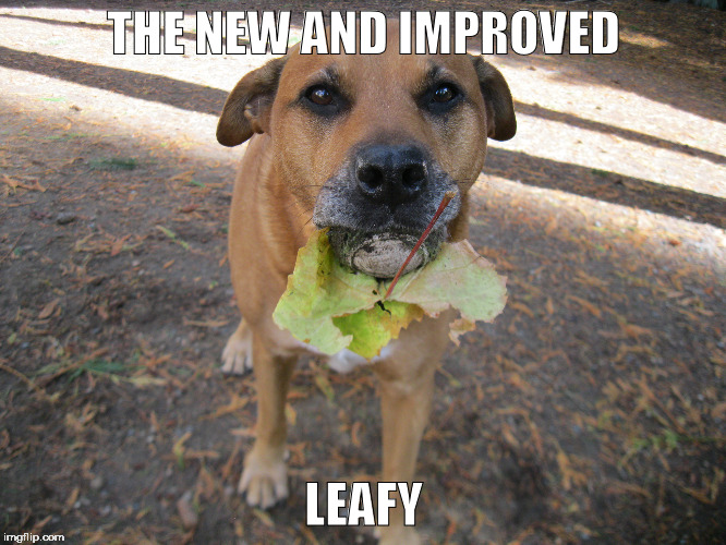 foxy leave it | THE NEW AND IMPROVED; LEAFY | image tagged in funny dogs | made w/ Imgflip meme maker