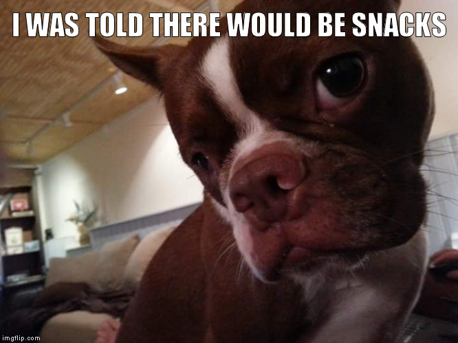 I WAS TOLD THERE WOULD BE SNACKS | image tagged in boston terrier | made w/ Imgflip meme maker