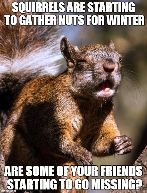 Funny Squirrel Memes Imgflip.