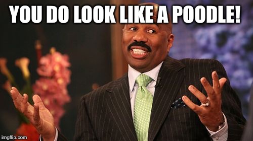 YOU DO LOOK LIKE A POODLE! | image tagged in memes,steve harvey | made w/ Imgflip meme maker