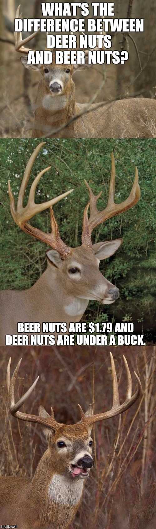 Bad Pun Buck | WHAT'S THE DIFFERENCE BETWEEN DEER NUTS AND BEER NUTS? BEER NUTS ARE $1.79 AND DEER NUTS ARE UNDER A BUCK. | image tagged in bad pun buck | made w/ Imgflip meme maker